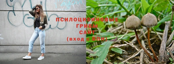 прущие грибы Богородицк